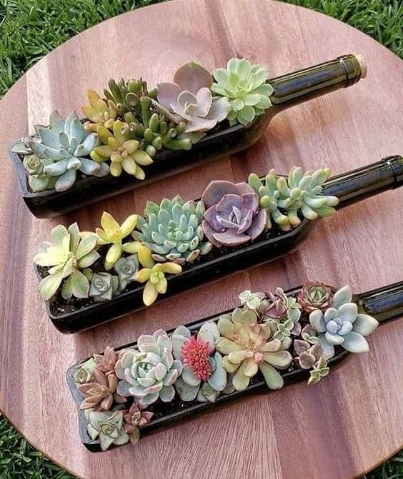 Plantas